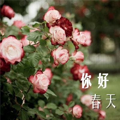 姓能女孩名字有诗意(图)