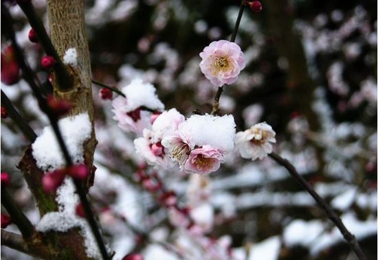 狗年姓师女孩名字大全 属狗师姓女宝宝起名2018(图)