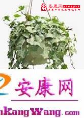 植物招财法(图)