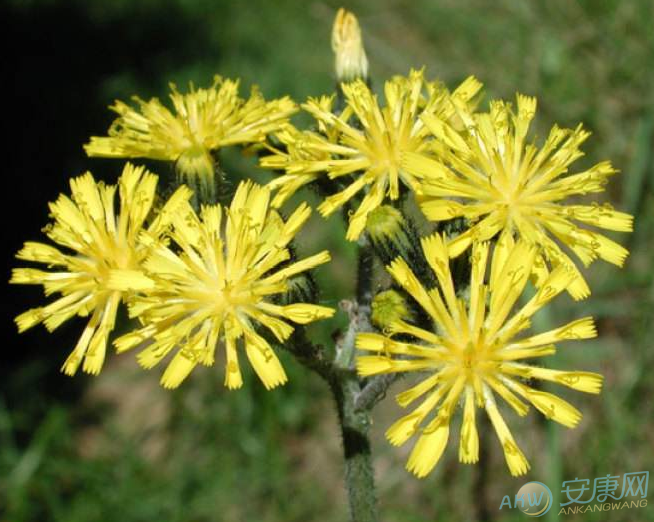 8月27日生日花语-深山毛莲菜(图)