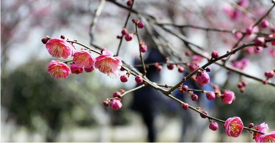 狗年姓师男孩名字大全 属狗师姓男宝宝起名2018(图)