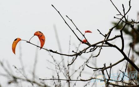 梦见枯树残枝是什么意思