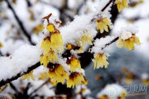 梦境分析 梦见雪中开花的征兆是吉是凶是什么意思