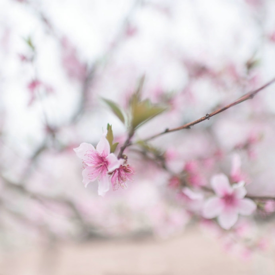 婚庆公司名字吉祥如意(图)