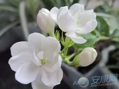 梦见茉莉花是什么意思