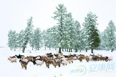 周公解梦梦见六月下雪的含义是什么意思