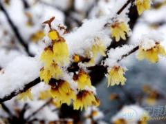 梦境分析 梦见雪中开花的征兆是吉是凶是什么意思