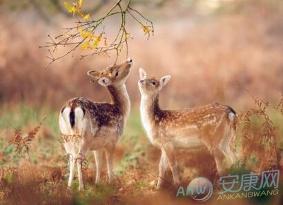 梦见梅花鹿是什么意思