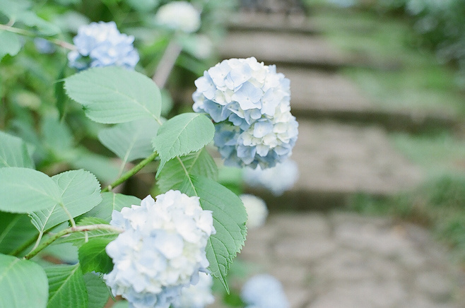 花卉公司名字浪漫有寓意(图)