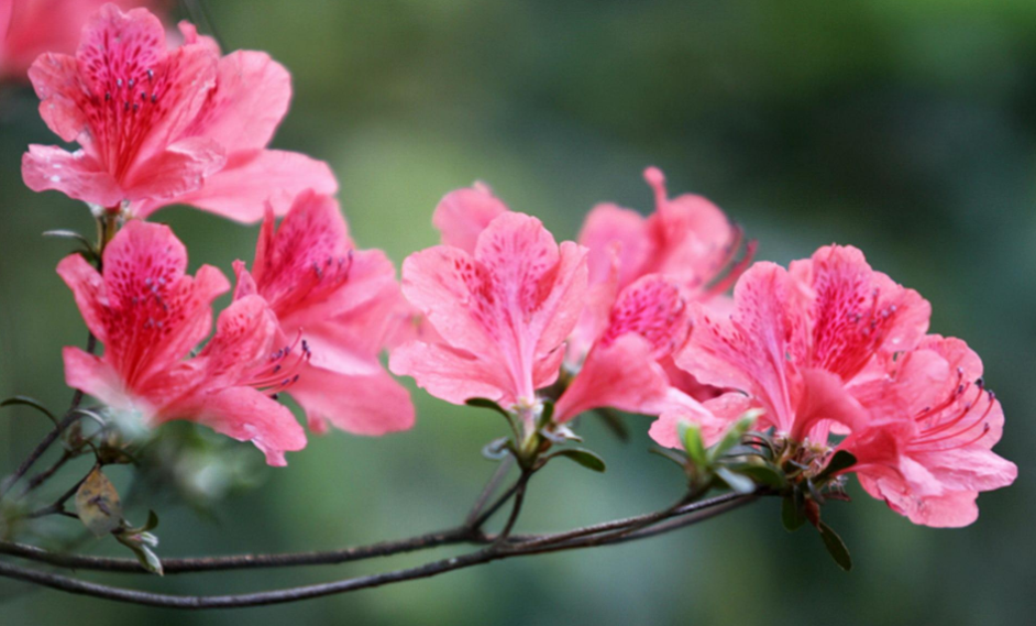 花名英文名大全_花名英文名大全