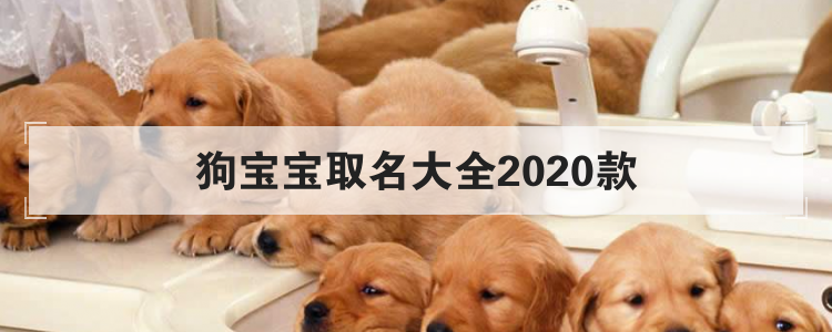 狗宝宝取名大全2020款