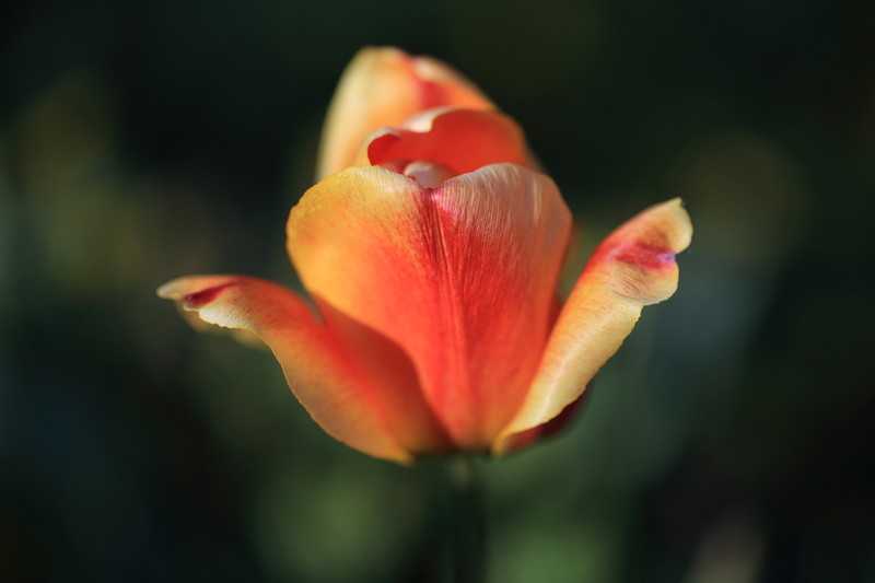 元旦节出生的女宝宝格好吗，起什么名字好听