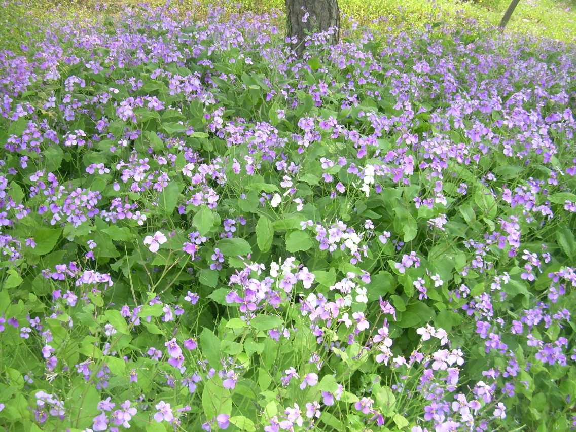 2019猪年植树节出生的女宝宝五行缺木要如何起名字