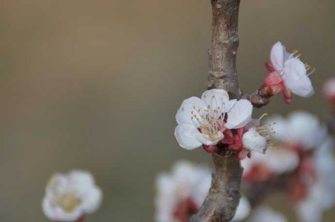 2019猪年植树节出生的女宝宝起什么名字好，五行属什么