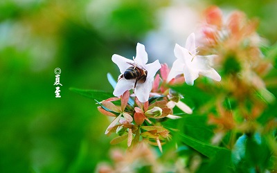 2019年夏至出生宝宝起名大全，夏至出生的宝宝命好吗？