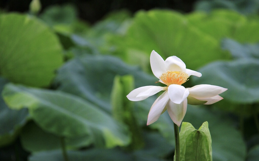 2019年4月21号出生的女宝宝五行缺金怎么起名，宜用什么字