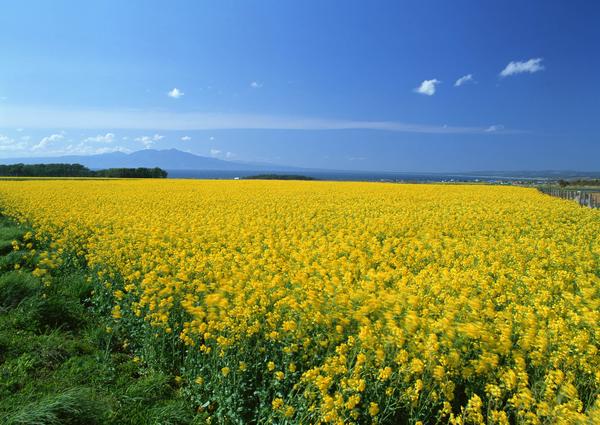 2019年4月3号出生的男孩五行缺木怎么起名，宜用什么字