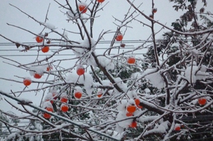 2019年小雪出生宝宝乳名,新潮好听宝宝小名推荐！