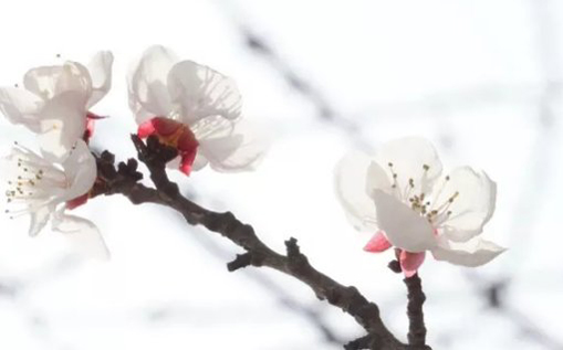 2021年2月5日农历腊月二十四出生的女孩起什么名字福气好