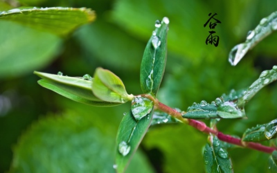 带雨字适合2020谷雨出生的女孩的好名字推荐