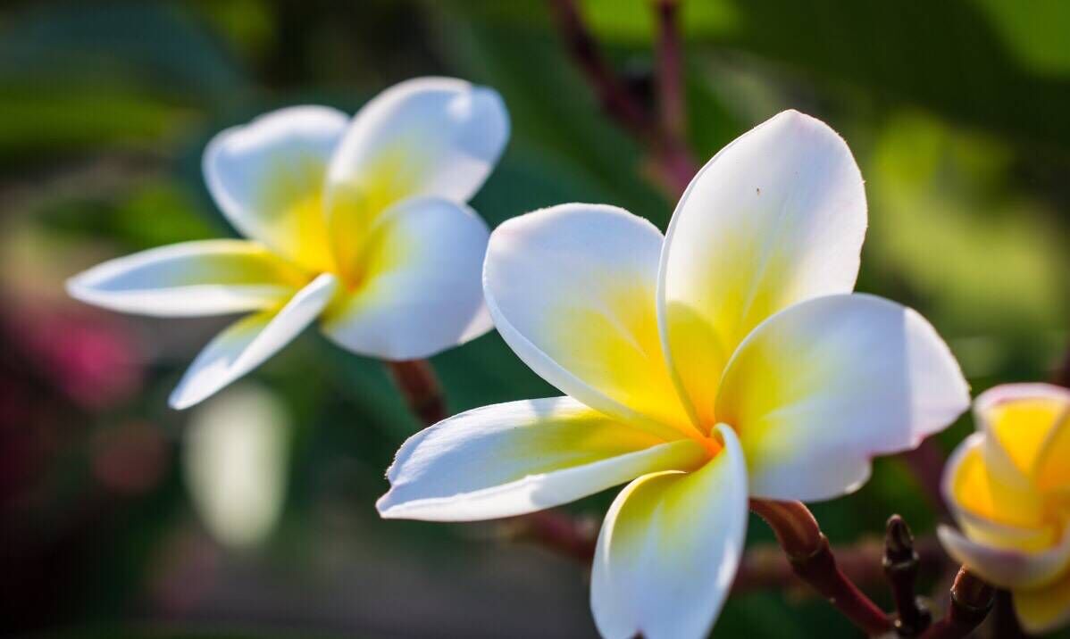 圣诞节中午出生的女宝宝起什么名字好