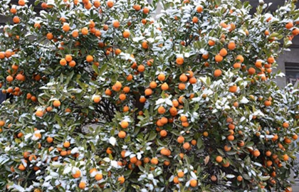 2019年小雪出生女孩起名“小雪”好吗,小雪出生命运如何？