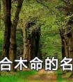 适合木命的名字 木命宝宝怎么取名呢