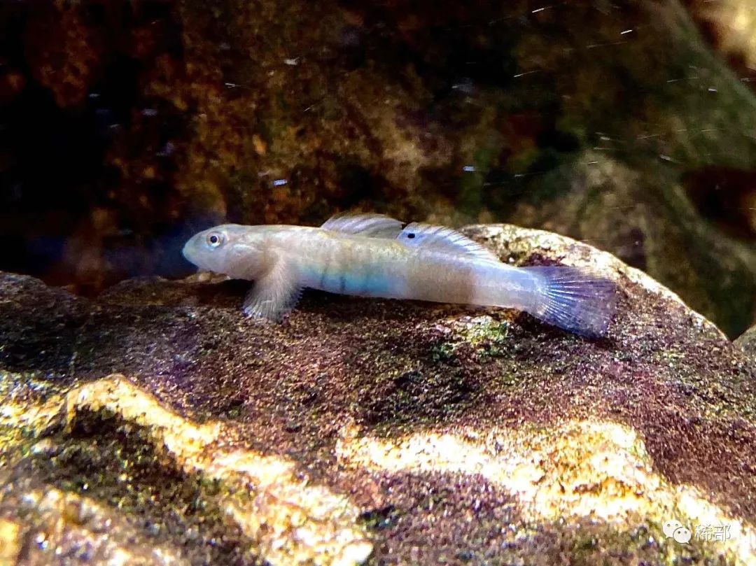 水族馆店铺起名_羊汤馆起名_科技店铺起名