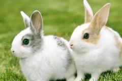 属兔人2023年运势及运程详解每月 2023年属兔人的本命年全年运势如何