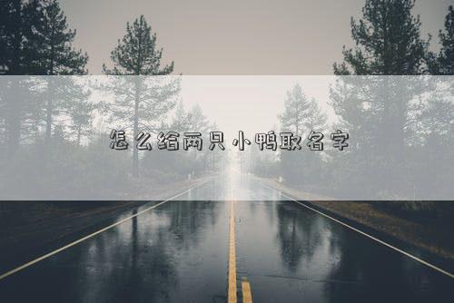 怎么给两只小鸭取名字