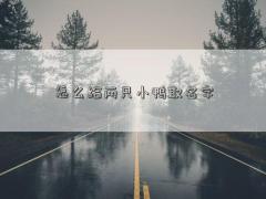 怎么给两只小鸭取名字