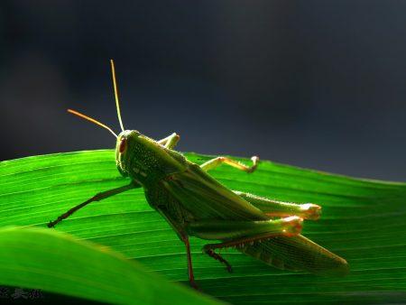 梦见锅里煮饺子是什么意思