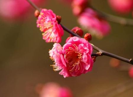 好听花的名字