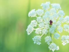 气质优秀 桃花灿烂的星座男