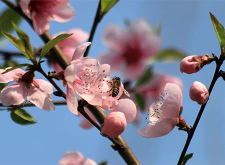 梦见两口棺材