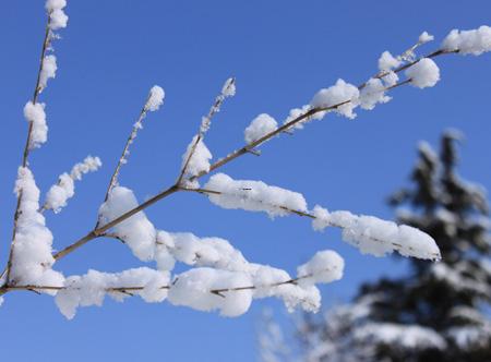 怀孕梦见吃苹果