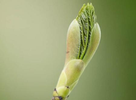 属猴人一生运势运程如何 生肖猴一生运势