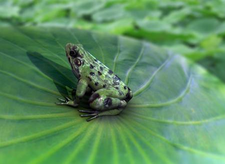 梦见鱼池的鱼浮出水面