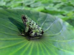 梦见鱼池的鱼浮出水面