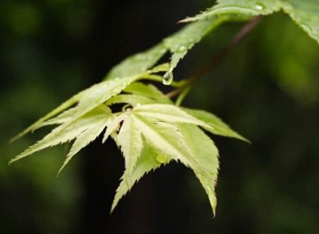 日柱是葵亥女命 甲辰日柱女命