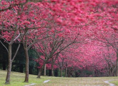 黄燕仙名字打分和寓意「黄燕仙姓名测试打分」