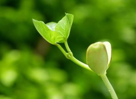 属猴卧室适合放什么花 属猴的招财花