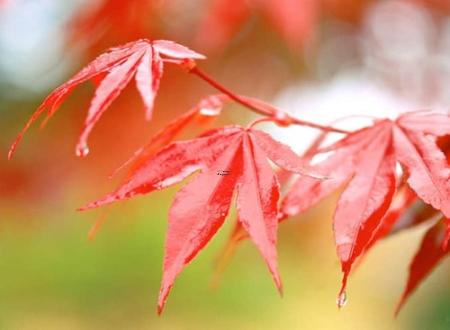 樊道芳名字打分和寓意「樊道芳姓名测试打分」