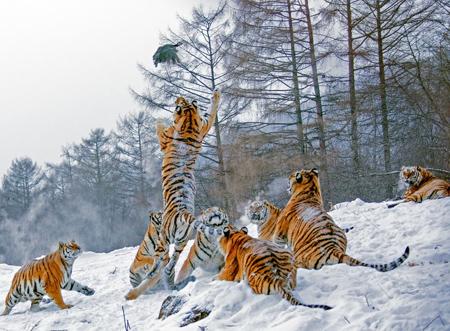 梦见电话怎么回事 梦见电话有什么预兆