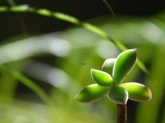 摩羯座和天秤座可以做闺蜜吗 天秤女和摩羯女适合做闺蜜吗