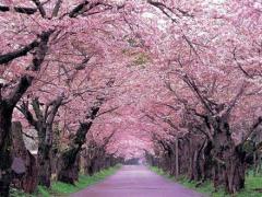 属虎今日财运水墨先生 属虎明日运势