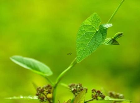 茹姓宝宝古诗词起名 孩子茹姓古诗词起名推荐