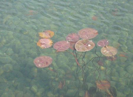 梦见水上乐园淹死人