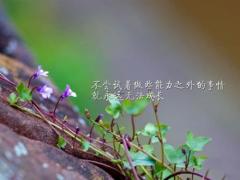 禾字加什么字是好听的名字