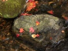 黑狗起名接地气一点,接地气的饺子馆起名